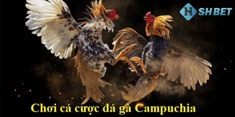 cá cược đá gà campuchia