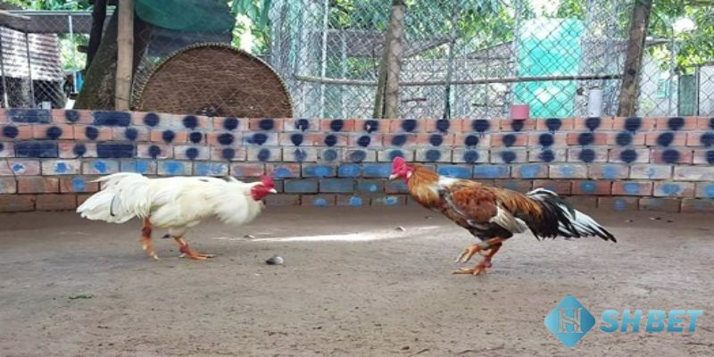 cá cược đá gà campuchia