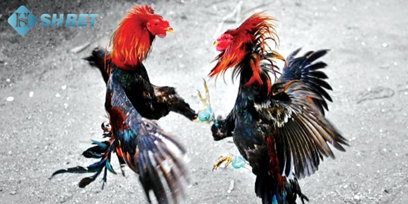 các thuật ngữ trong đá gà