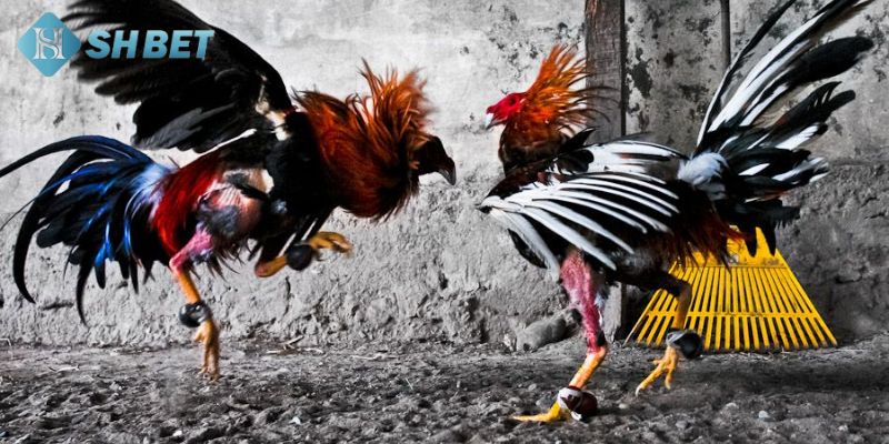 các thuật ngữ trong đá gà