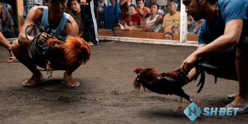 kèo cá cược đá gà