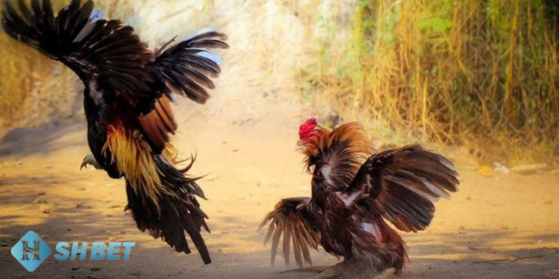 kèo cá cược đá gà