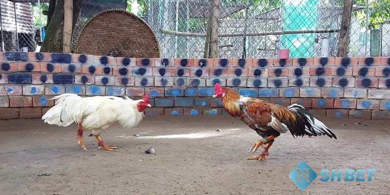 trực tiếp đá gà cpc3