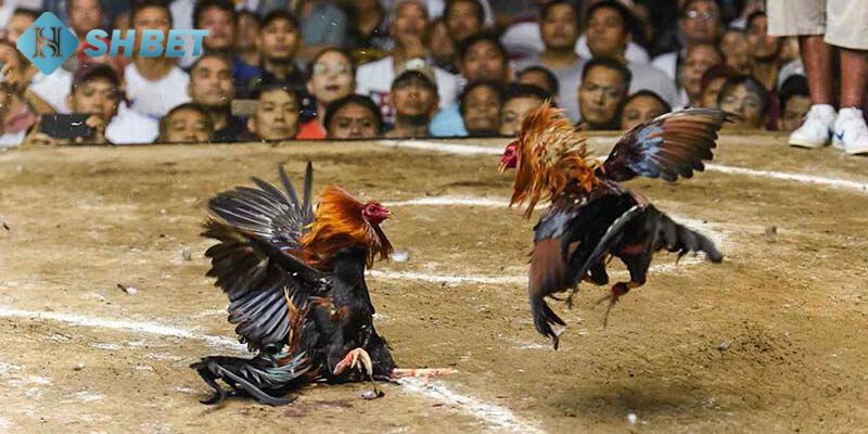 trực tiếp đá gà tre