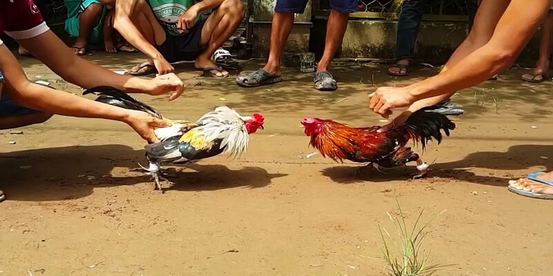 Tổng quan về tựa game đá gà tại nhà cái