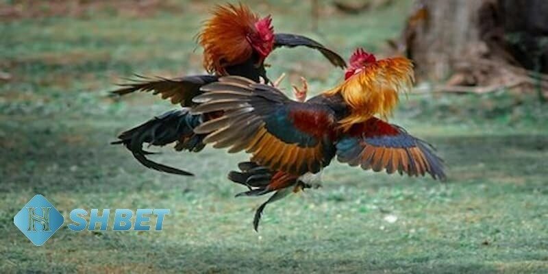 Lý do anh em nên cá cược đá gà tại nhà cái