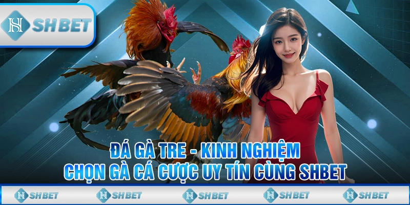 đá gà tre