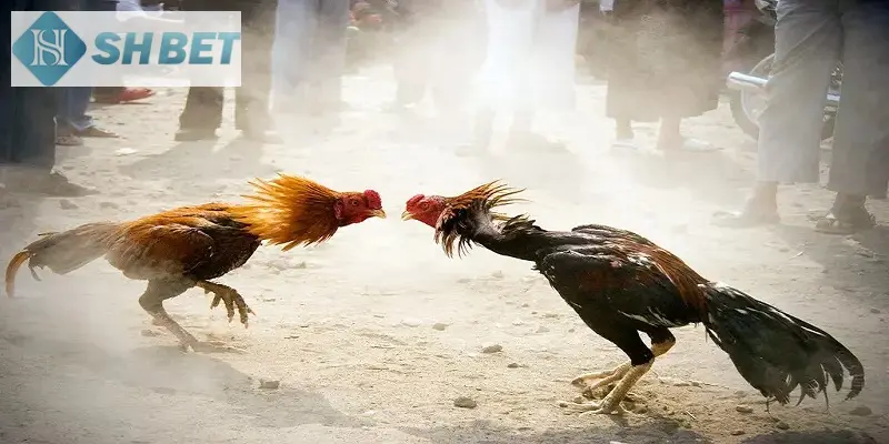 Chăm sóc và huấn luyện gà tre