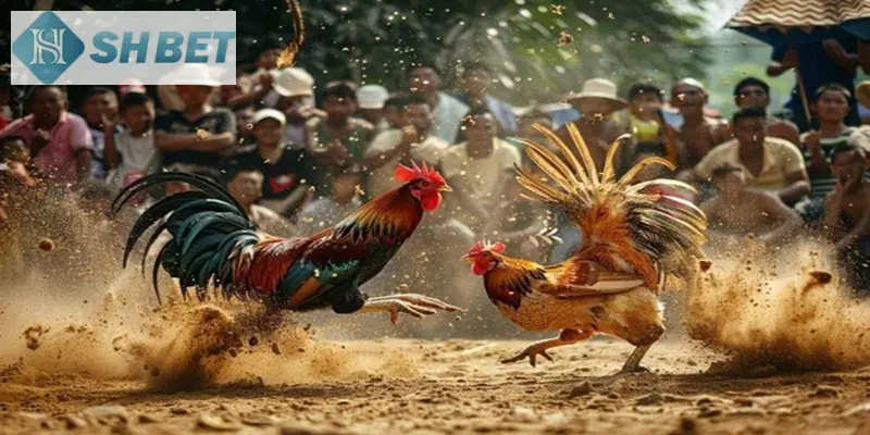 Đá gà tre tại SHBET
