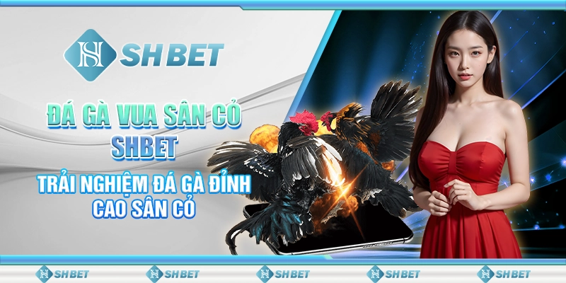 Đá Gà Vua Sân Cỏ SHBET- Trải Nghiệm Đá Gà Đỉnh Cao Sân Cỏ