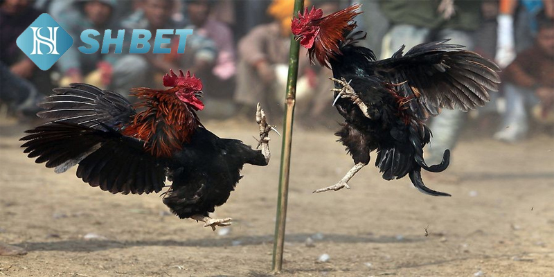 Game chơi hấp dẫn, phần thưởng giá trị