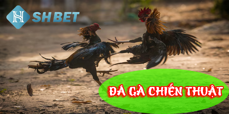 Đá gà chiến thuật đầy tư duy