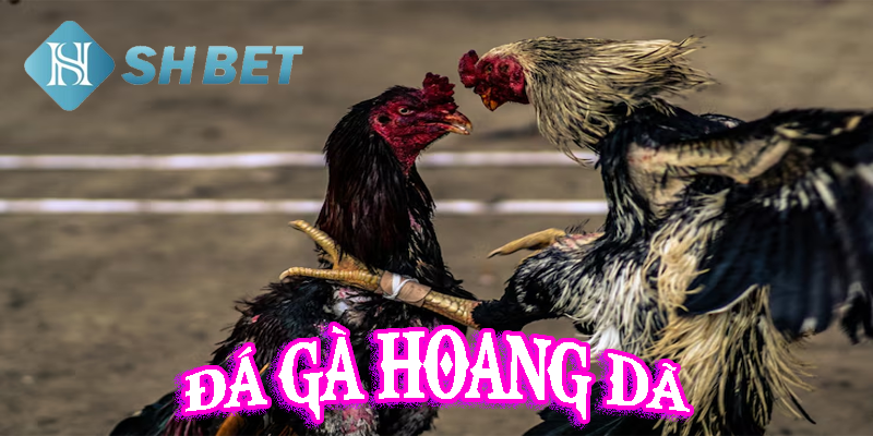 Đá gà hoang dã- thử tài chiến kê