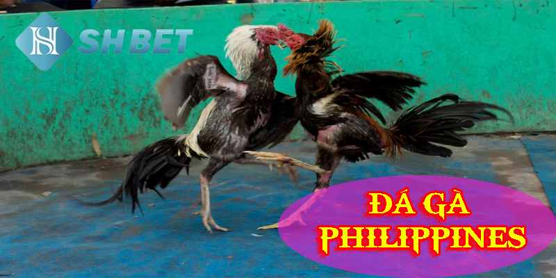 Đá gà Philippines- giải mã trận đấu kinh điển