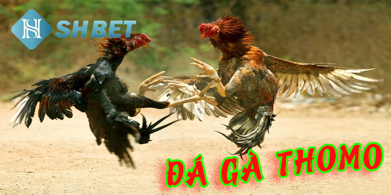 Đá gà Thomo tại sân chơi đẳng cấp thế giới