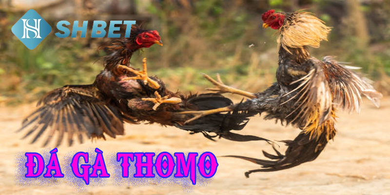 Lựa chọn SHBET là sân chơi theo dõi game