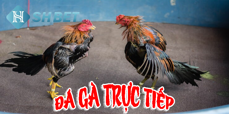 Đá gà trực tiếp- tận hưởng những trận đấu gay cấn