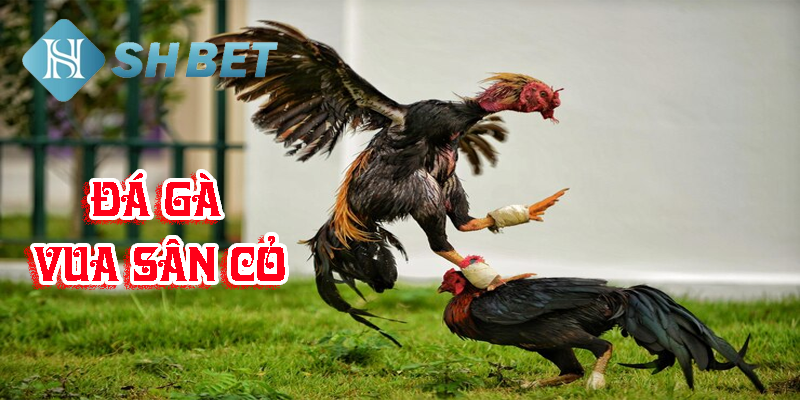 Đá gà vua sân cỏ- thống trị thế giới đá gà
