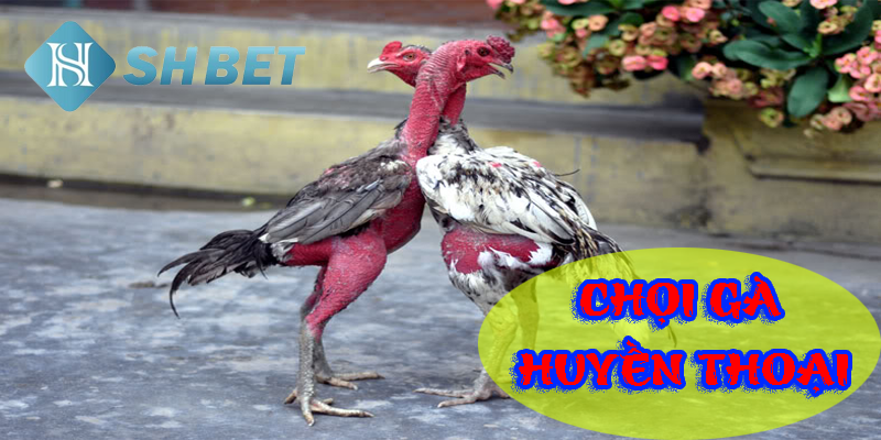 Gà chọi huyền thoại- thế giới gà chiến