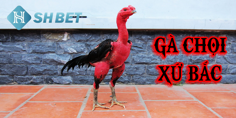 Gà chọi xứ bắc- game chơi cổ truyền dân gian