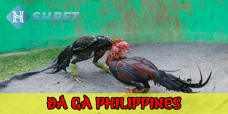 Khám phá các loại cược phổ biến nhất