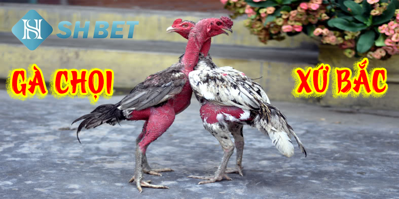 Nhà cái uy tín được cộng đồng cược thủ bình chọn