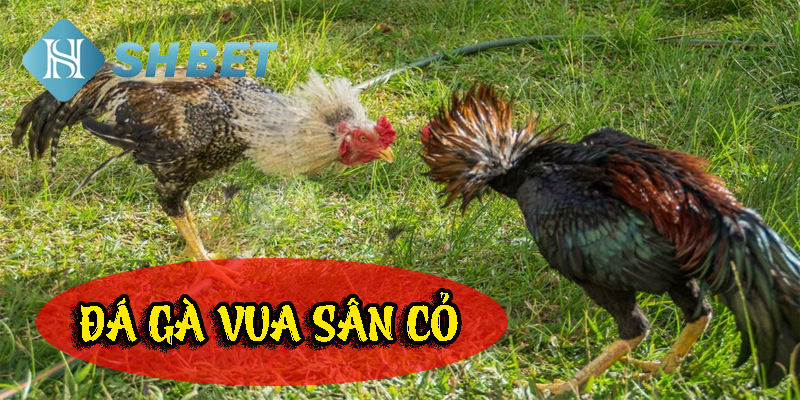 Những chiến kê tinh nhuệ tham chiến
