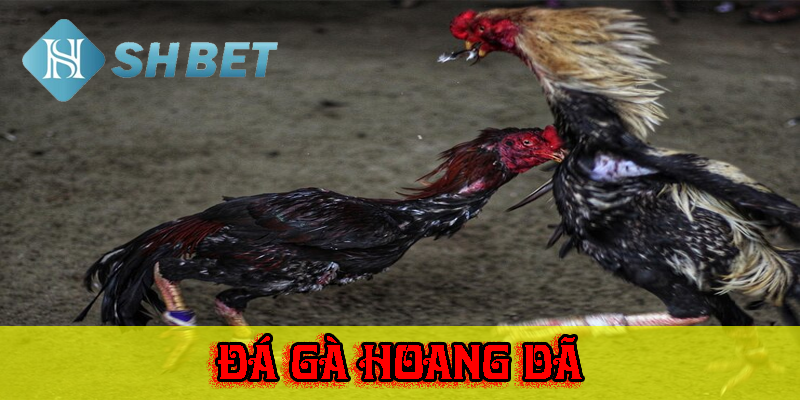 Những chú gà chiến đẳng cấp