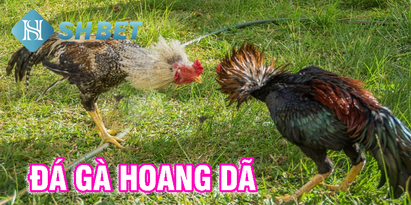 Sức hút không tên từ các trận đấu