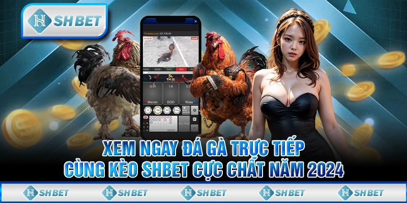Xem Ngay Đá Gà Trực Tiếp Cùng Kèo SHBET Cực Chất Năm 2024