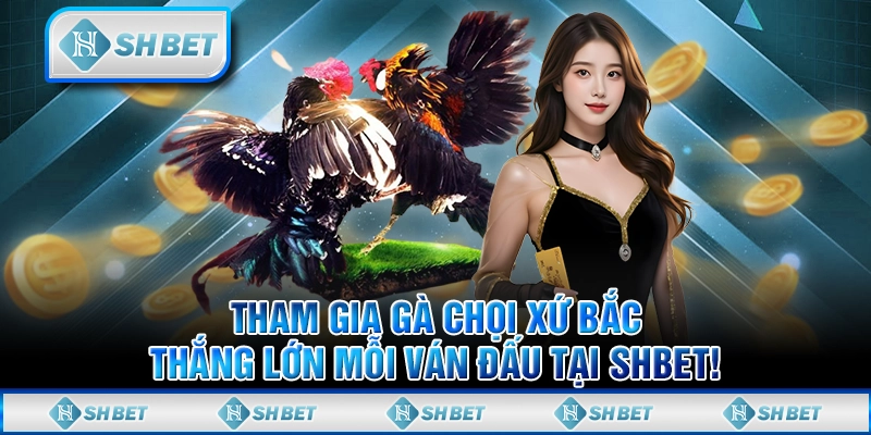 Tham Gia Gà Chọi Xứ Bắc, Thắng Lớn Mỗi Ván Đấu Tại SHBET!