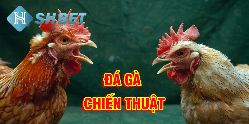 Tinh thần thép từ các chiến kê