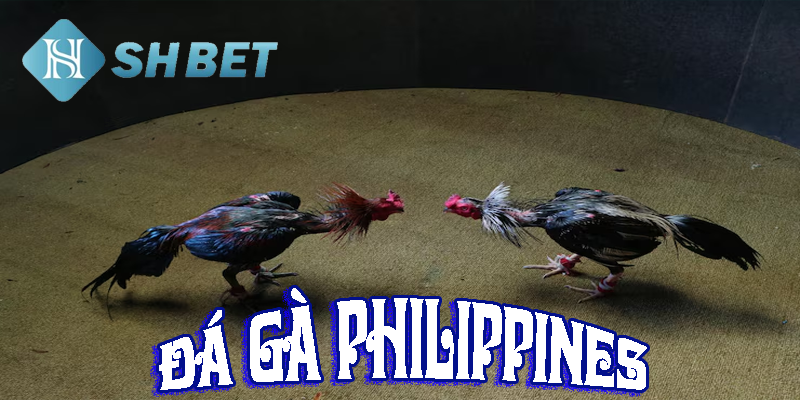 Trải nghiệm đẳng cấp với sóng live căng đét