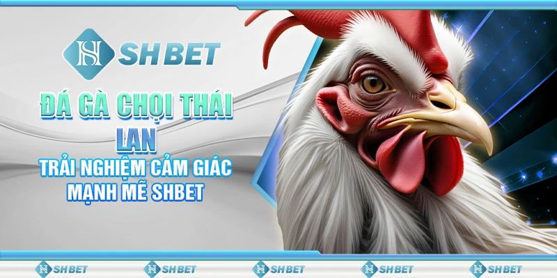 Đá Gà Chọi Thái Lan – Trải Nghiệm Cảm Giác Mạnh Mẽ SHBET