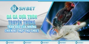 Đá Gà Cựa Tròn Truyền Thống – Trận Đấu Của Những Chiến Kê Thực Thụ SHBET