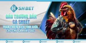 Đấu Trường Bắn Gà SHBET– Trận Chiến Kịch Tính Giữa Các Chú Gà Xuất Sắc