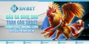 Đấu Gà Đỉnh Cao Toàn Cầu SHBET– Chinh Phục Những Cuộc Đối Đầu Kinh Điển