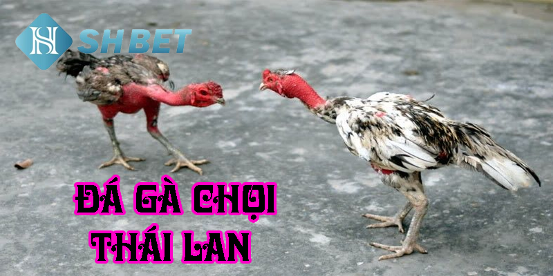 Đá gà chọi Thái Lan siêu hấp dẫn