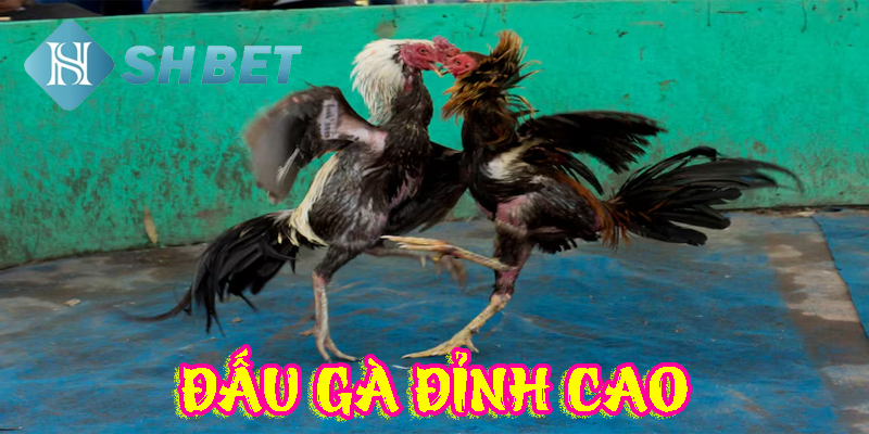 Đấu gà đỉnh cao toàn cầu siêu hấp dẫn