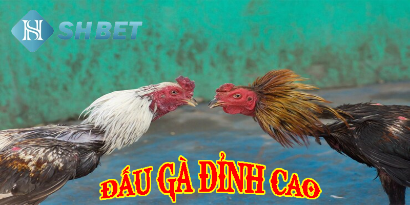 Đội chiến kê sức chiến đấu đáng gờm