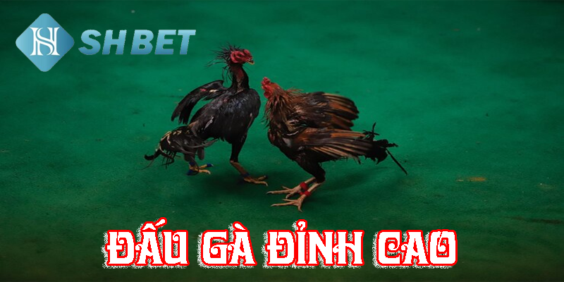 Sử dụng chiến thuật thông minh