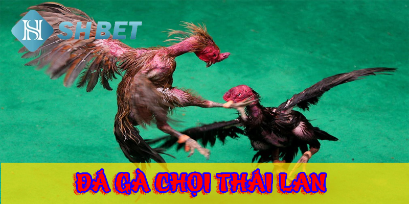 Trải nghiệm nhiều mới lạ